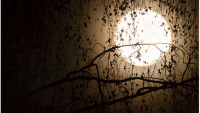 Aesthetic:Dorowhqamme= Walpaper