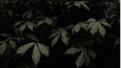 Aesthetic:4cp7q9ppsk4= Backgrounds