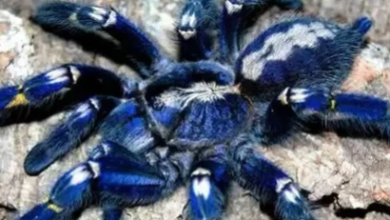 Blue:Uhl9yi5cpze= Tarantula