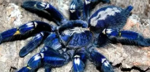 Blue:Uhl9yi5cpze= Tarantula