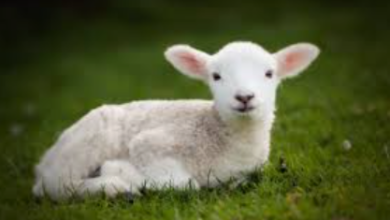 Baby:Q_Lquxxolby= Lamb