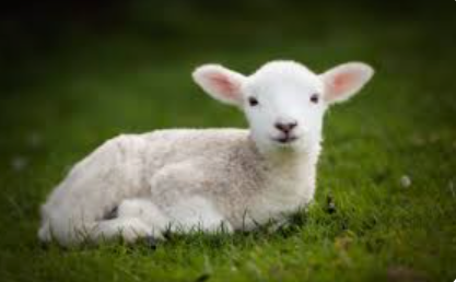 Baby:Q_Lquxxolby= Lamb