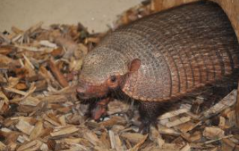 Baby:Heyrgihc5z4= Armadillo