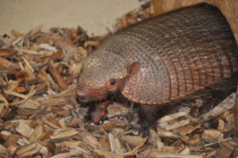 Baby:Heyrgihc5z4= Armadillo