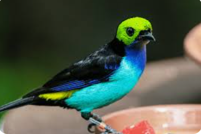 Beautiful:Gta0lyndy-K= Bird