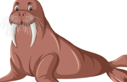 Clipart:Xxcqbtjuuj0= Walrus