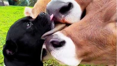 Cute:Ef3dopxgsqq= Cow