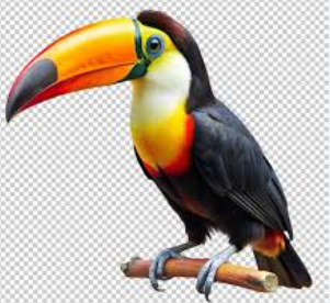 Cute:Afb-C3y1kcc= Toucan