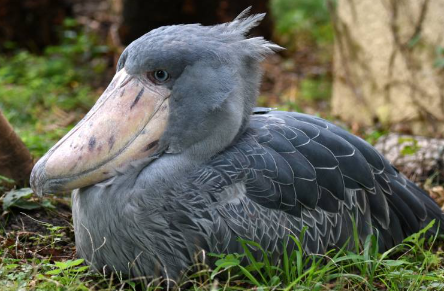 Cute:4k5ne5issfg= Shoebill