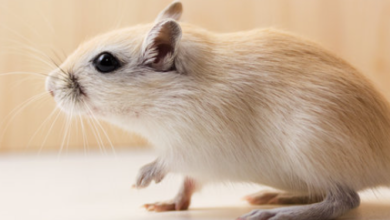 Cute:F6hdqtq5uhq= Gerbil