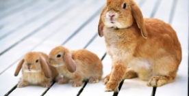 Cute:G20bacyjnym= Bunnies