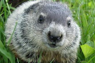 Cute:Y1iwt5mpmb0= Groundhog