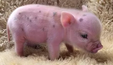 Discover Their Captivating Journey Cute:Jmb_Ljazido= Pigs Animal Companionship.