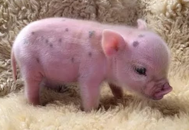 Discover Their Captivating Journey Cute:Jmb_Ljazido= Pigs Animal Companionship.