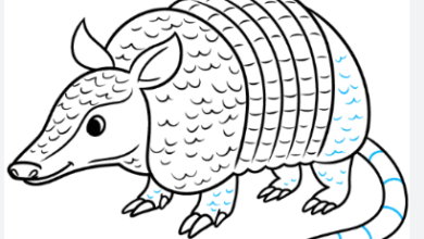 Drawing: Mqsgrh17jma= Drake'