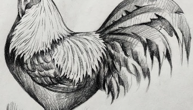 Drawing:Kqu30c7x4xo= Rooster