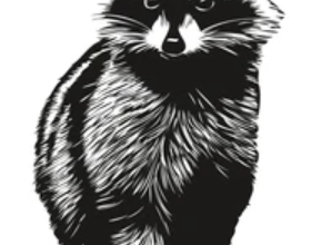 Drawing: Hwzuqweanla Racoon=