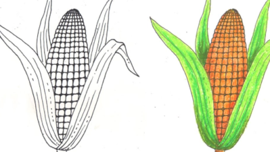 Drawing:Oonij0pwk0w= Corn