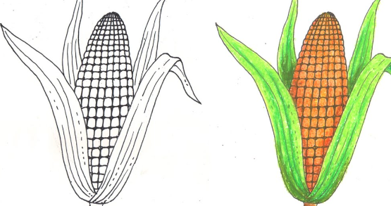 Drawing:Oonij0pwk0w= Corn