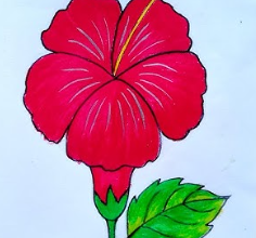 Drawing:Bclxr4vqzz0= Hibiscus'