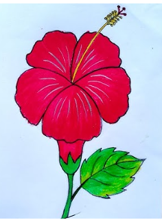 Drawing:Bclxr4vqzz0= Hibiscus'