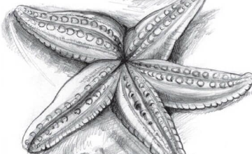 Drawing:Ox04kafpixm= Starfish