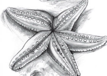 Drawing:Ox04kafpixm= Starfish