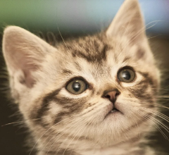Kawaii:Mdxrjkgre8i= Cat