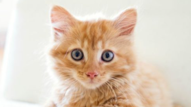 Kawaii:Mdxrjkgre8i= Kittens