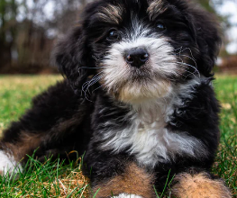 Puppy:Ihhz1j0nkcy= Bernedoodle