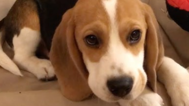 Puppy:1chd8mtfua4= Beagle