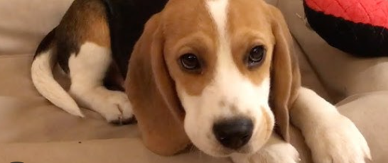 Puppy:1chd8mtfua4= Beagle