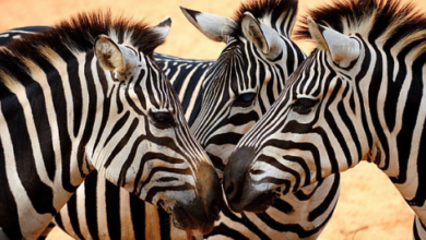 Wallpaper:Dzbbasw9jy8= Zebra