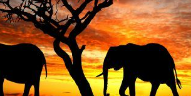 Wallpaper:Gkt8kfpkblw= Elephant